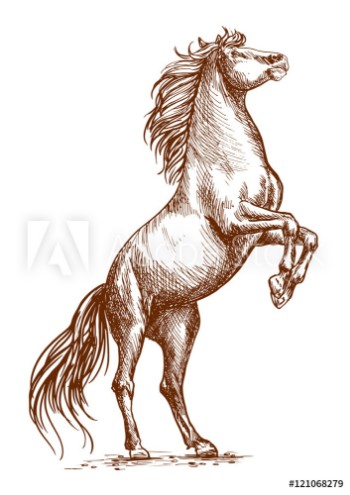 Bild på Brown horse rearing on hind hoof sketch portrait